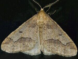 Erannis tiliaria