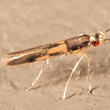 Eucosmophora sp.