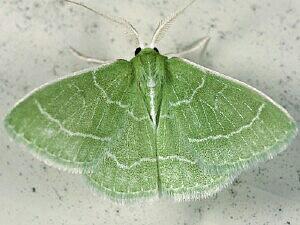 Synchlora aerata