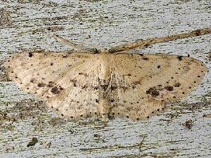 Idaea dimidiata