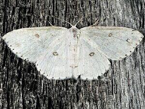 Cyclophora pendulinaria