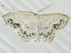 Scopula limboundata