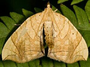 Eulithis diversilineata