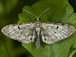 Eupithecia miserulata