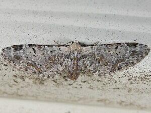 Eupithecia ravocostaliata