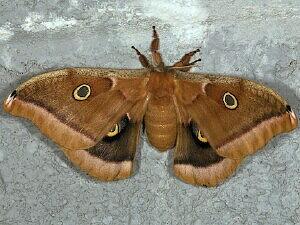 Antheraea polyphemus