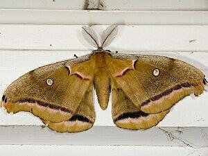 Antheraea polyphemus