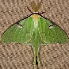 Actias luna