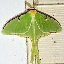 Actias luna