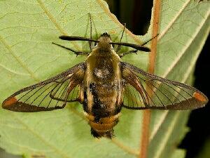 Hemaris diffinis