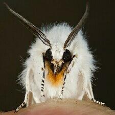 Spilosoma virginica