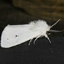 Spilosoma virginica