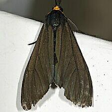 Ctenucha virginica