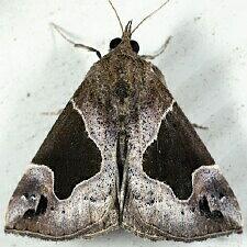 Hypena manalis