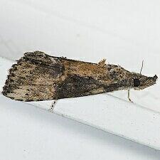 Hypena scabra