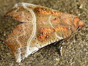 Scoliopteryx libatrix