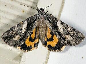 Catocala blandula