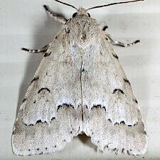 Acronicta innotata