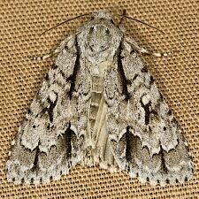 Acronicta hasta