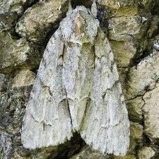 Acronicta morula