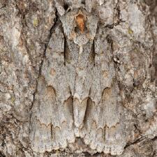 Acronicta morula