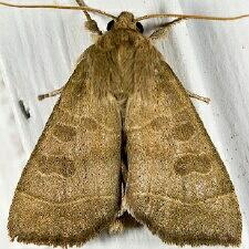 Ipimorpha pleonectusa