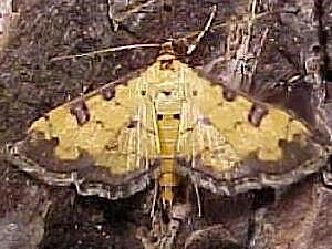 Ategumia ebulealis