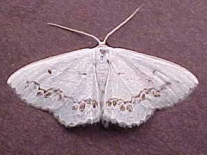 Scopula purata