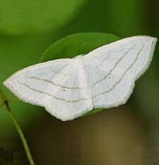 Scopula ordinata