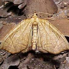 Eulithis diversilineata