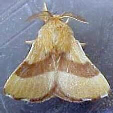 Malacosoma disstria