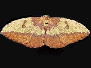 Eacles imperialis