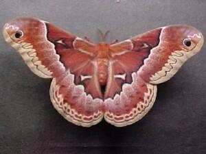 Callosamia promethea