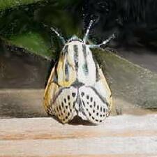 Diphthera festiva