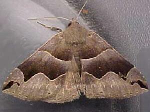 Gondysia smithii