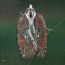 Acleris flavivittana