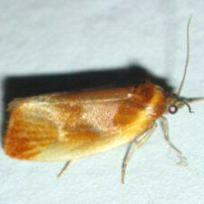 Eulia ministrana