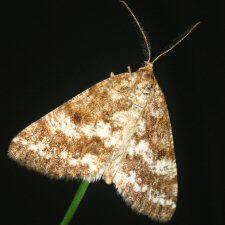 Eufidonia notataria