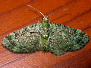 Pasiphila rectangulata