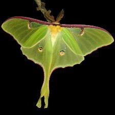 Actias luna