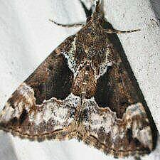 Hypena palparia