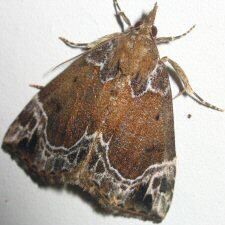 Hypena abalienalis