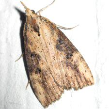 Hypena humuli