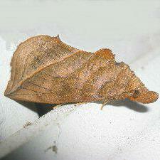 Calyptra canadensis