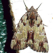 Catocala praeclara