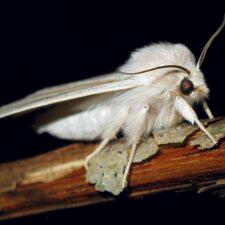 Acronicta insularis