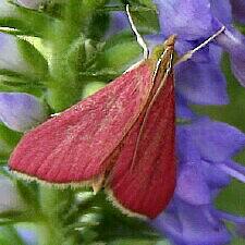 Pyrausta inornatalis