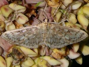 Herpetogramma pertextalis