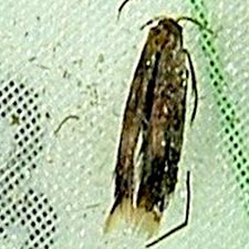 Stigmella salicis