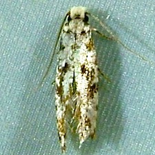 Nemapogon variatella